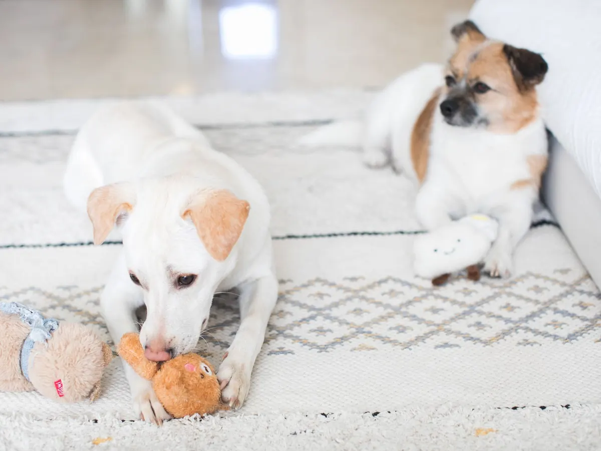 Two dogs lying on a rug beside their toys